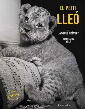 El petit lleó | 9788410387102 | Jacques Prévert ; Ylla